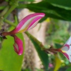 The Word of Their Testimony