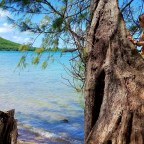 Planted by the Waters