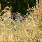 Blessed are the Peacemakers