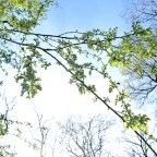 The Reason for the Hope that I have